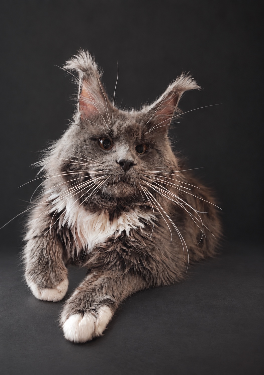 Detail of the Maine Coon’s distinctive ear tufts