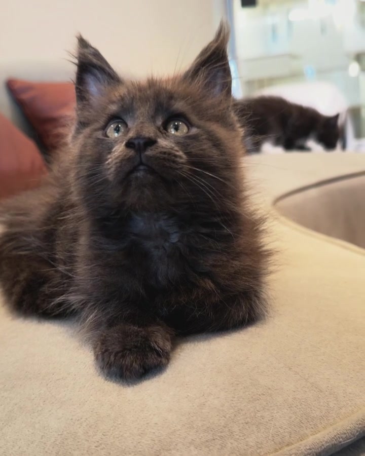 A kitten resting on the sofa at Foxy Heiress